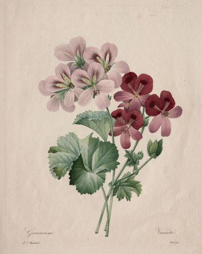 Geranium, 1827. av Pierre Joseph Redouté