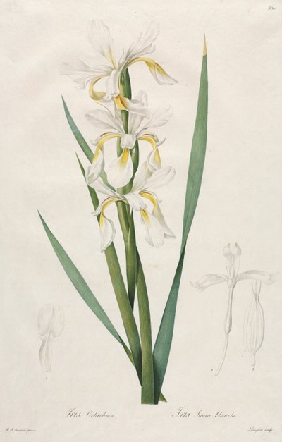 Gullbåndet Iris, 1812. av Pierre Joseph Redouté