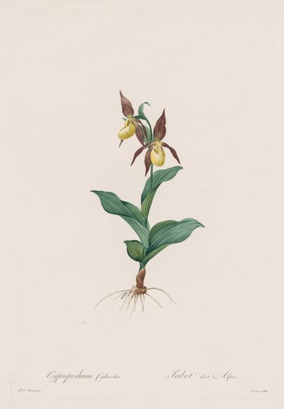 Les Liliacées: Cypripedium-sko, 1802-1816. av Pierre Joseph Redouté