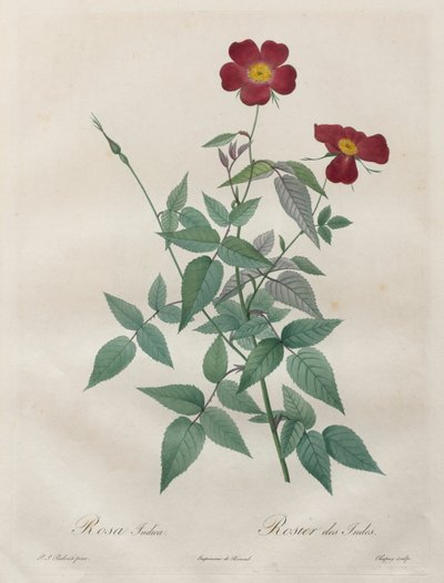 Les Roses: Rosa indica, 1817-1824. av Pierre Joseph Redouté