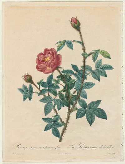 Moss Rose, 1817-1824. av Pierre Joseph Redouté
