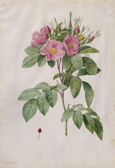 Beitemark Rose Rosa Carolina Corymbosa, 1817-1824. av Pierre Joseph Redouté