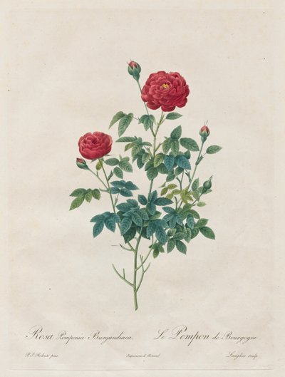 Rosa pompom, 1817-1824. av Pierre Joseph Redouté