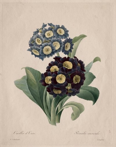 Primula auricula, 1827. av Pierre Joseph Redouté