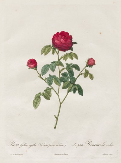 Provence eller fransk rose, 1817-1824. av Pierre Joseph Redouté