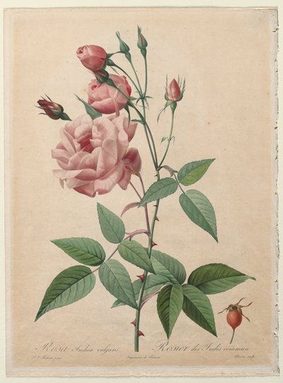 Rosene: Kina eller Bengal Rose, 1817-1824. av Pierre Joseph Redouté