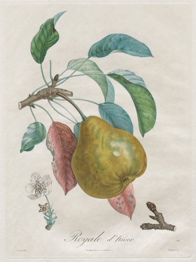Avhandling om frukttrær: Kongelig vinter, 1808-1835. av Henri Louis Duhamel du Monceau
