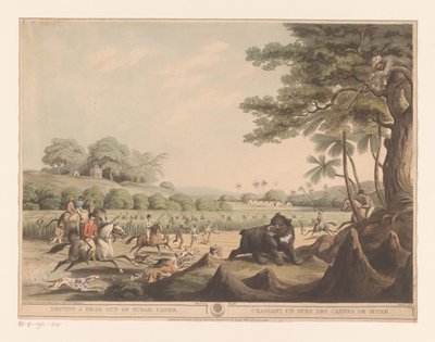 Bjørnejakt i India av Henri Merke