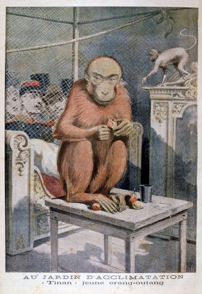 Orangutangen Tinan, 1896 av Henri Meyer