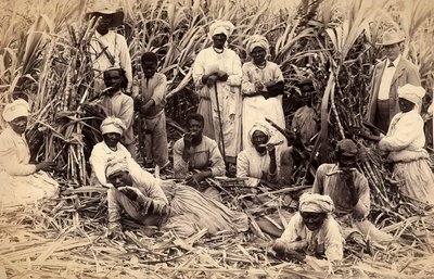 Sukkerrørkuttere, Jamaica av Henri S. Duperly