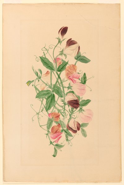  av Henrietta Benson Homer
