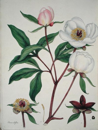 Paeonia Albiflora, fra 