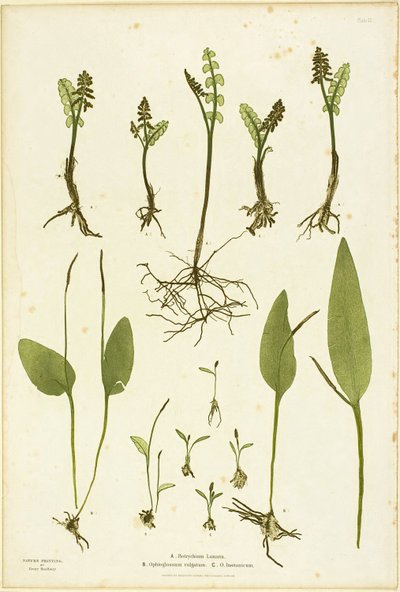  av Henry Bradbury