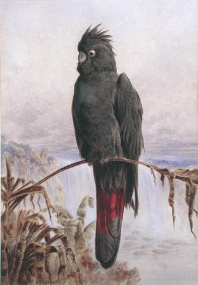 Australian Red-tailed Black Cockatoo (akvarell og kroppsfarge på papir) av Henry Bright