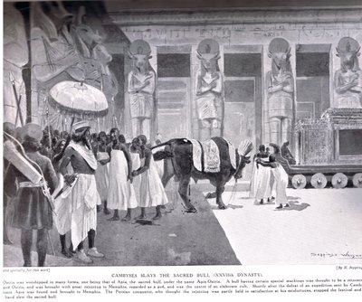 Cambyses dreper den hellige oksen, illustrasjon fra 