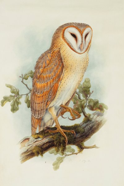 Låveugle, av Henry Constantine Richter