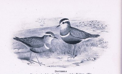 Dotterells, Nature in Britain utgitt av Collins, 1946 av Henry Constantine Richter