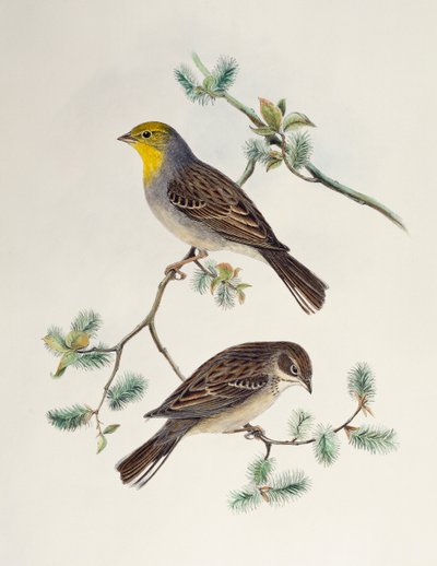 Emberiza cinerea, fra Birds of Asia av Henry Constantine Richter