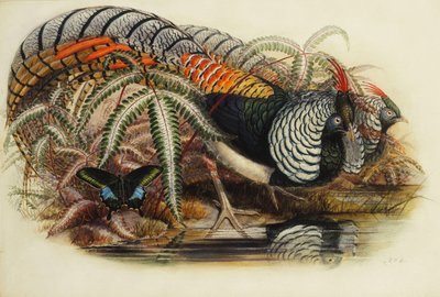 Lady Amhersts fasan, av Henry Constantine Richter