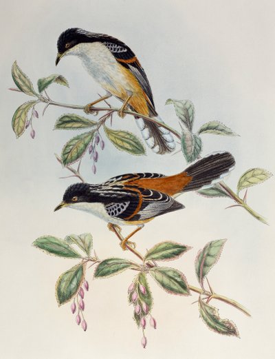 Rufous-backed Sibia (Heterophasia annectans), fra Birds of Asia av Henry Constantine Richter