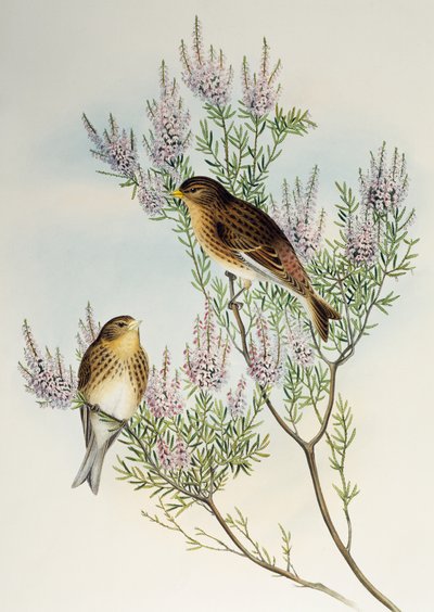 Twite (Carduelis flavirostris), fra Birds of Great Britain av Henry Constantine Richter