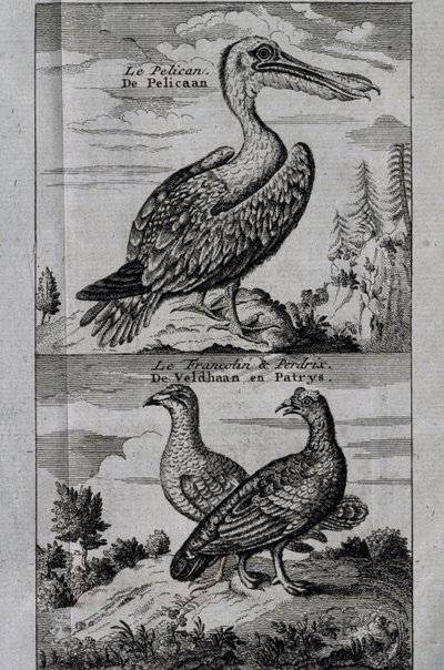Pelican, Hazel rype og Partridge, gravering fra Voyage laget til Hudson