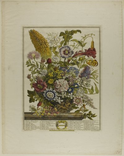 august, fra Twelve Months of Flowers av Henry Fletcher