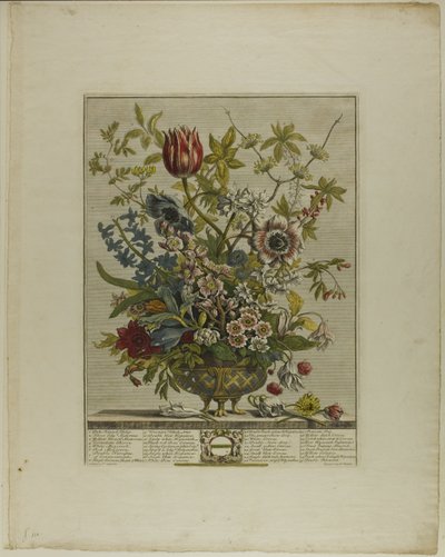februar, fra Twelve Months of Flowers av Henry Fletcher