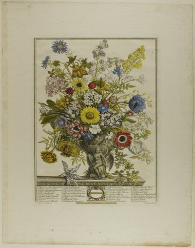 november, fra Twelve Months of Flowers av Henry Fletcher