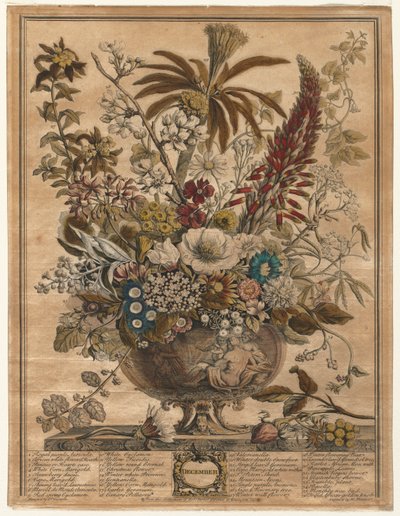 Tolv måneder med blomster: desember 1730. av Henry Fletcher