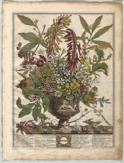 Tolv måneder med blomster: januar av Henry Fletcher