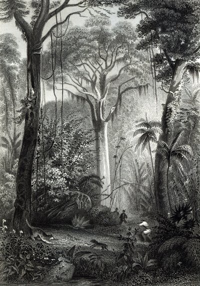 Scene i en brasiliansk skog gravert av J.Bishop av Henry George Hine
