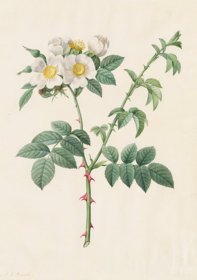 Brier buskrose eller hunderose (Rosa Leucantha) av Henry Joseph Redouté
