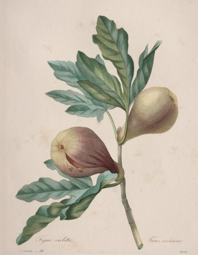 Valg av de vakreste blomstene...vakreste frukter: Fiolett Fig av Henry Joseph Redouté