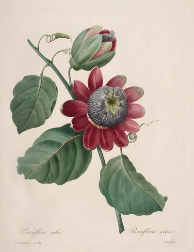 Valg av de vakreste blomstene...vakreste frukter: Passiflore ailee av Henry Joseph Redouté