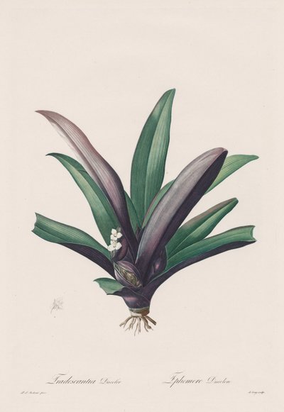 Les Liliacées: Tradescantia discolor av Henry Joseph Redouté