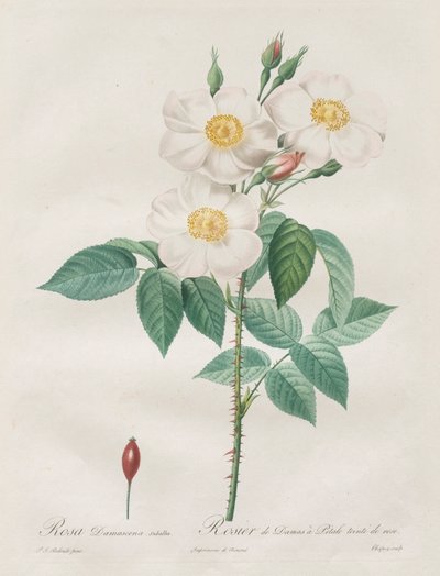 Rosene: Rosa Damascena, subalba av Henry Joseph Redouté
