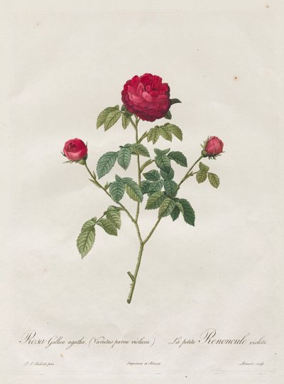 Provence eller fransk rose av Henry Joseph Redouté