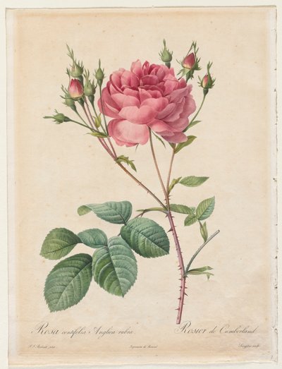 Rød engelsk rose Centifolia av Henry Joseph Redouté