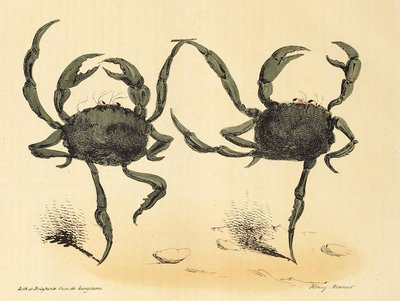Fantastisk dans fra La Caricature, pub. 1831 litografi, 1831. av Henry Monnier