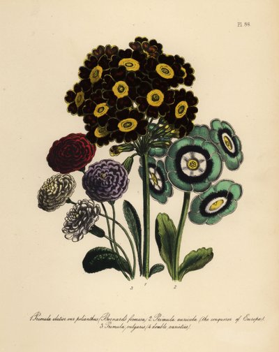 Burnards Formosa, Primula Elatior Polyanthus, erobrer av Europa Auricula, Primula Auricula og Common Primrose (chromolito) av Henry Noel Humphreys