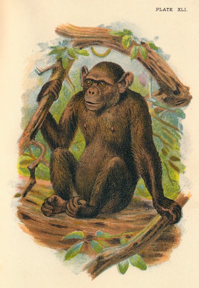 Den skallede sjimpansen, 1897 av Henry Ogg Forbes