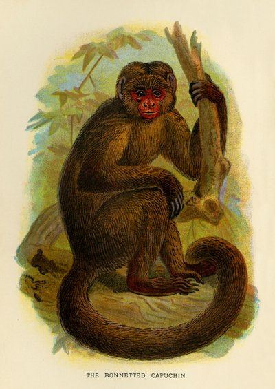 The Bonneted Capuchin, 1896 av Henry Ogg Forbes