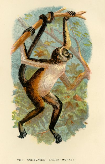 Den spraglete edderkoppapen, 1896 av Henry Ogg Forbes