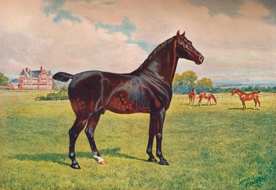 Hackney Pony hingst Berkeley Model, c1900 c1910 av Henry Powell Palfrey