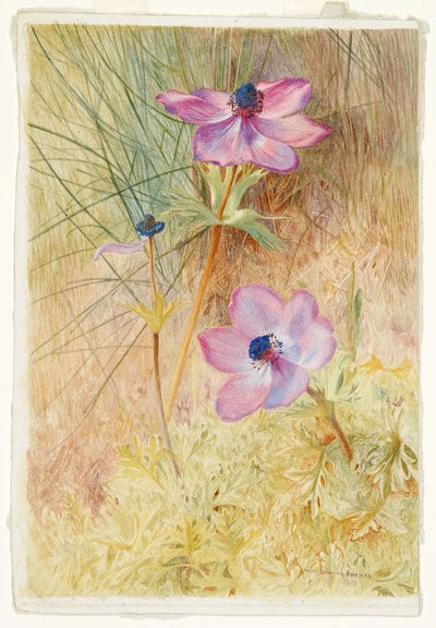 Florentinske villanemoner av Henry Roderick Newman