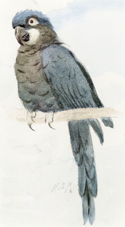 Hyacinth Macaw, ca. 1890 av Henry Stacey Marks