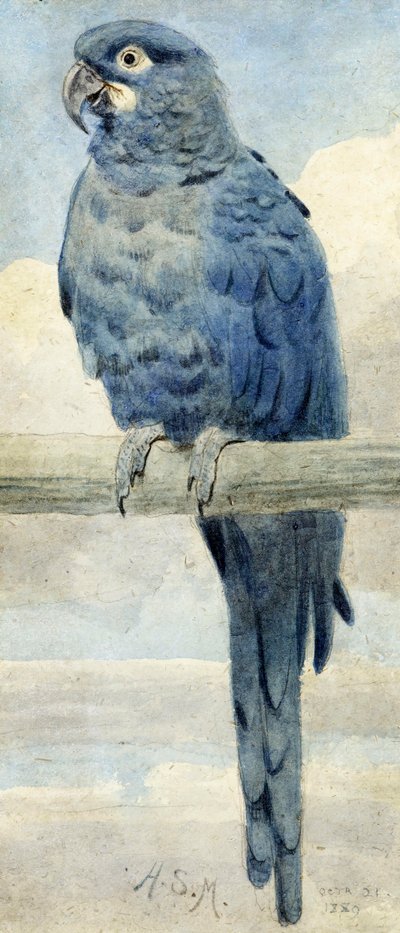 Hyacintine Macaw, 1889 av Henry Stacey Marks