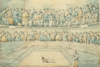 Hundekamp i Westminster Pitt av Henry Thomas Alken
