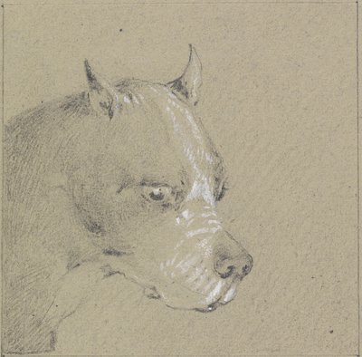 Hode og skuldre til en bokserhund (grafitt forhøyet med hvitt på papir) av Henry Thomas Alken